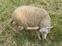 Un mouton peut se gratter l oreille 
