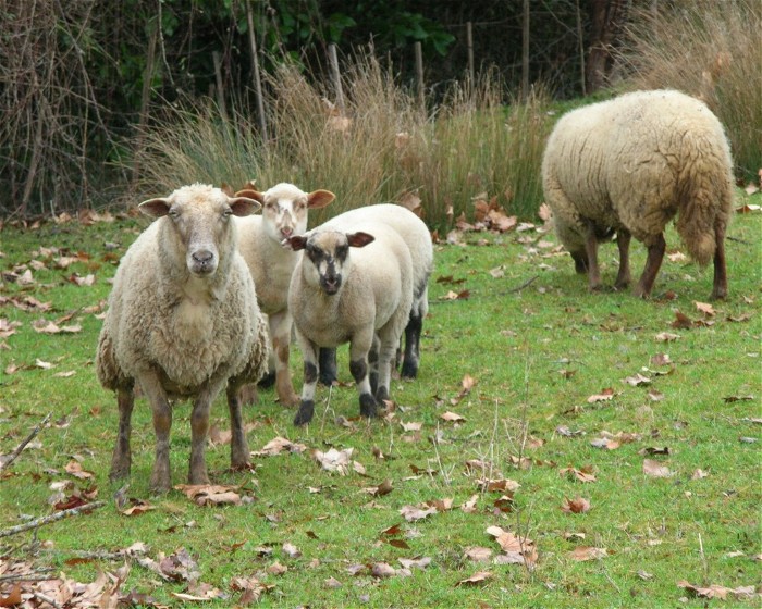 photo une brebis et des agneaux